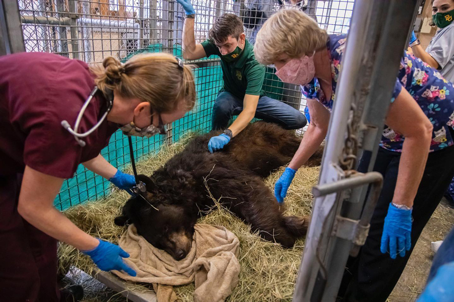Lady: The Miracle Bear