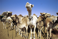 David Stalcup - Camels