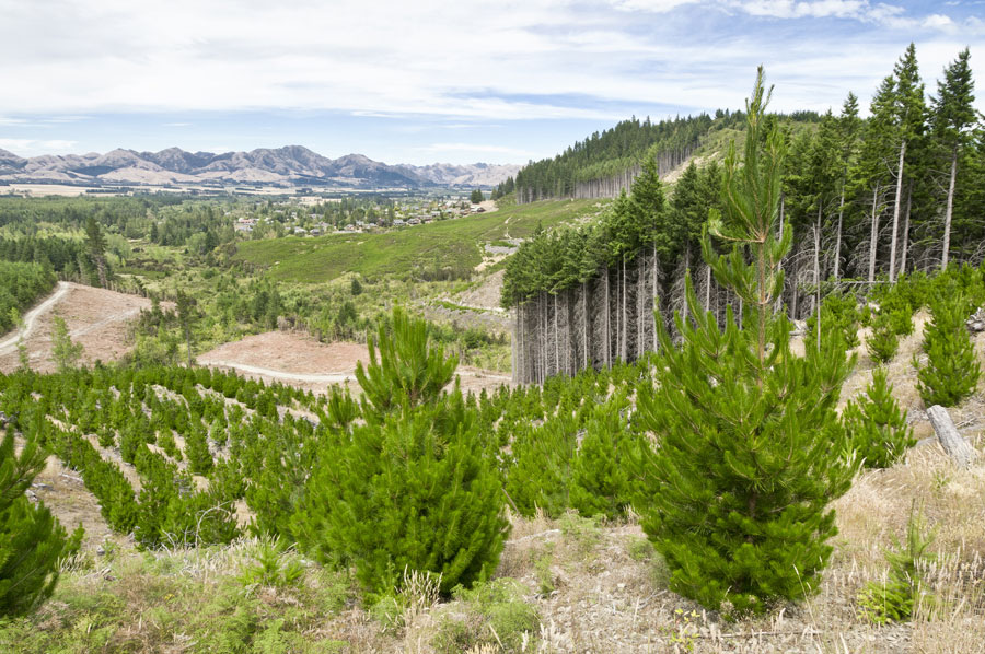 Tree Farm