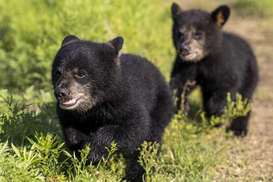 New Baylor Bear Cubs