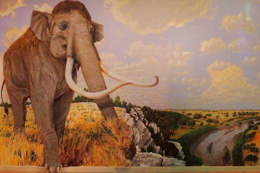 Mural of a Mammoth at the Mayborn Museum