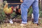 chicken tractor
